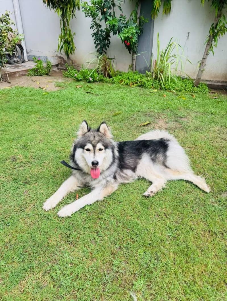 2 years old fully trained husky female up for sale fully active and fr 0