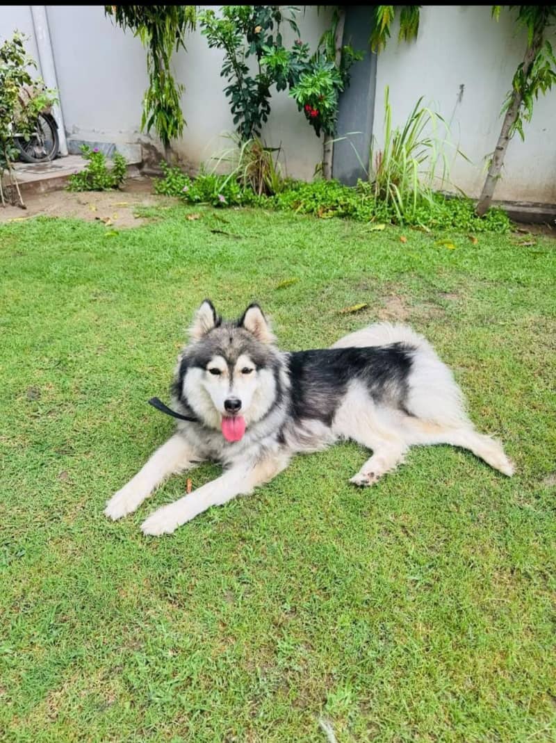 2 years old fully trained husky female up for sale fully active and fr 1