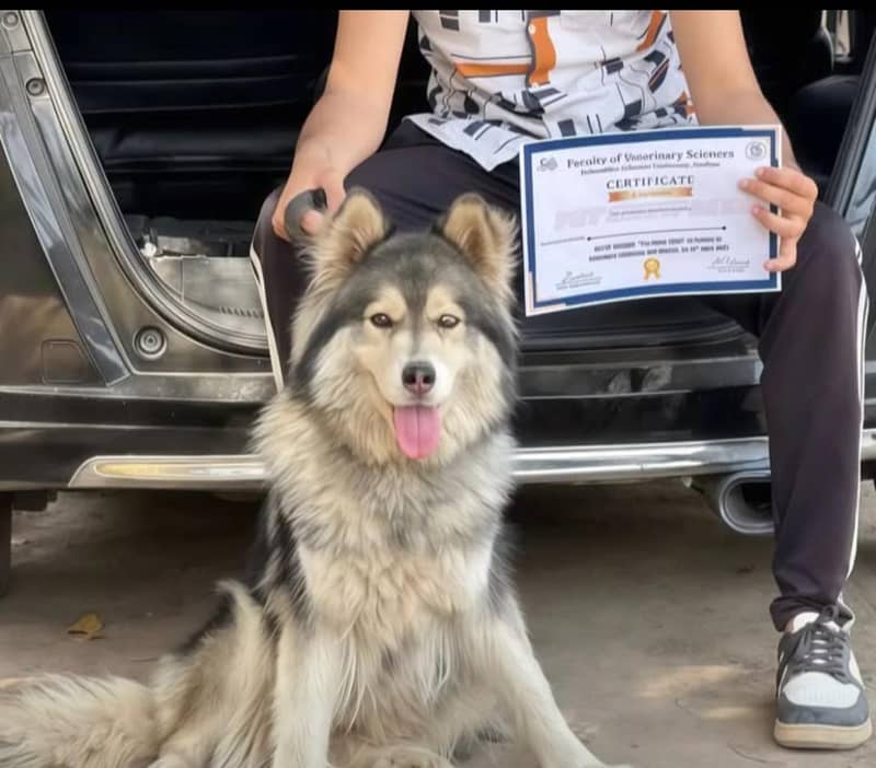 2 years old fully trained husky female up for sale fully active and fr 2