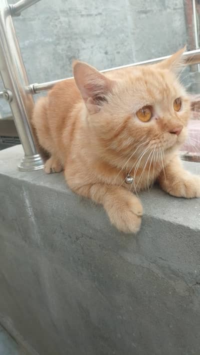Male Persian cute  cat |urgent for sale |