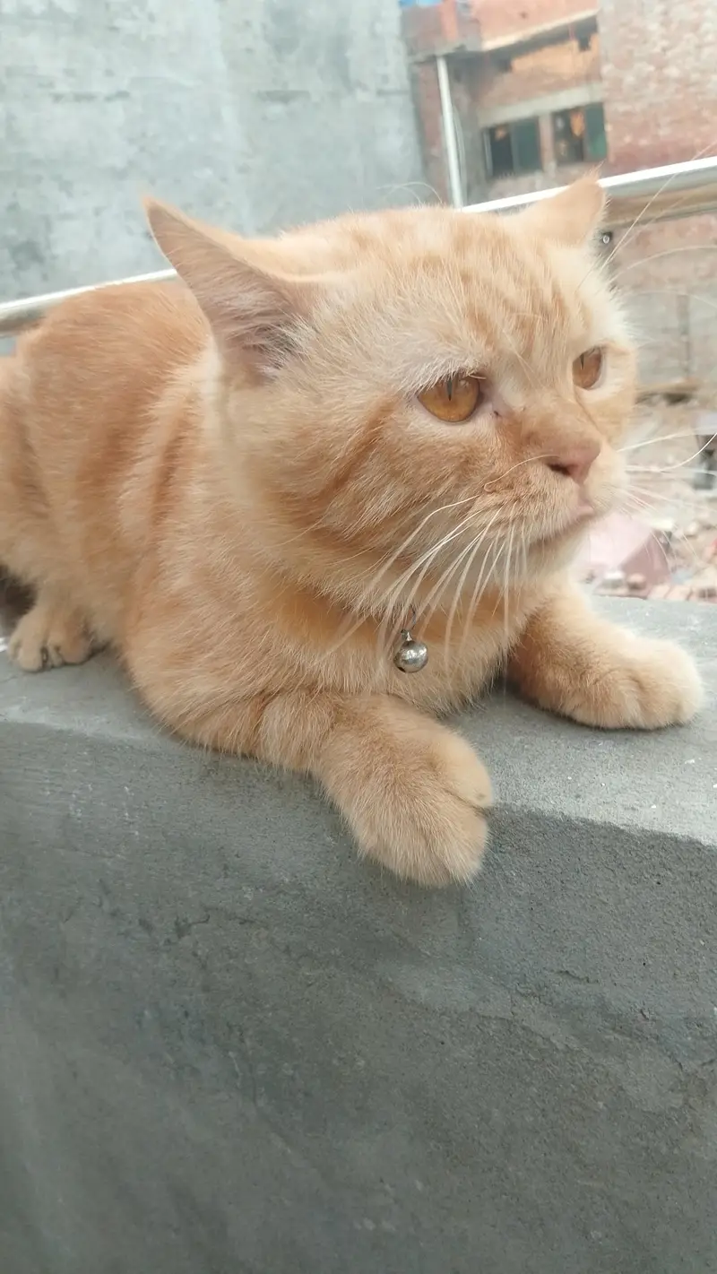 Male Persian cute  cat |urgent for sale | — photo 2