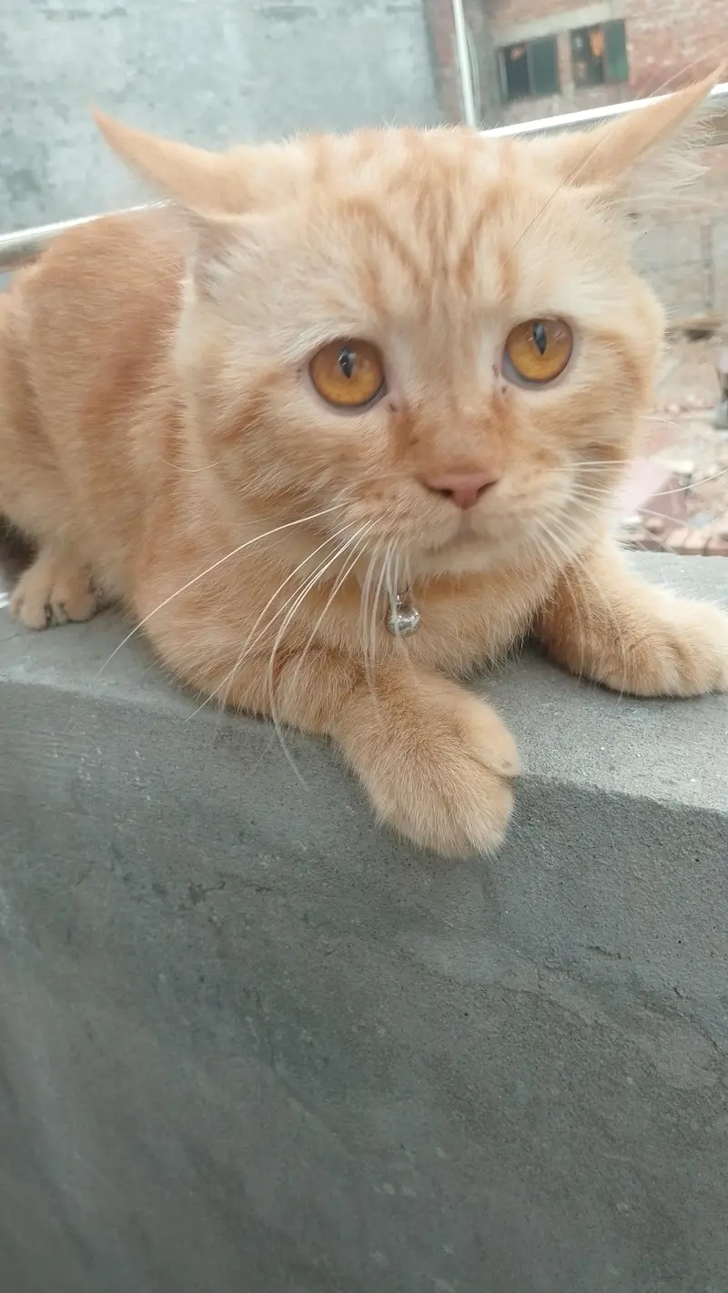 Male Persian cute  cat |urgent for sale | — photo 3