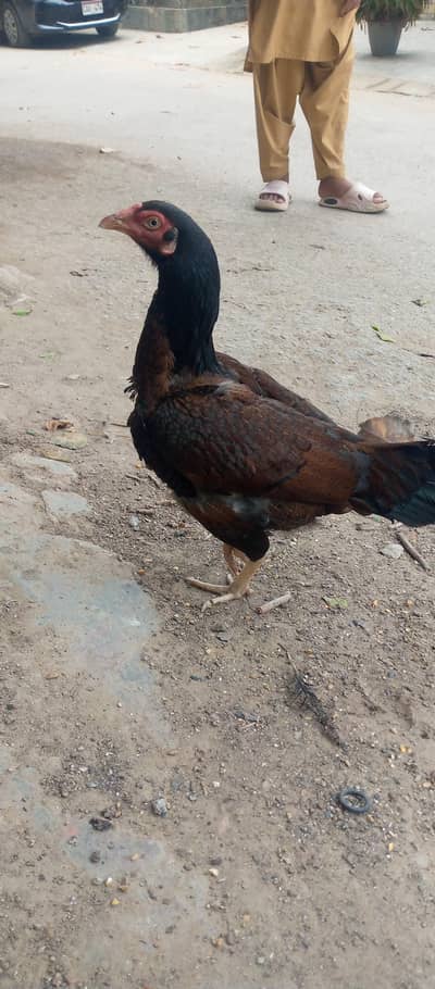 Miawali aseel shajra brown