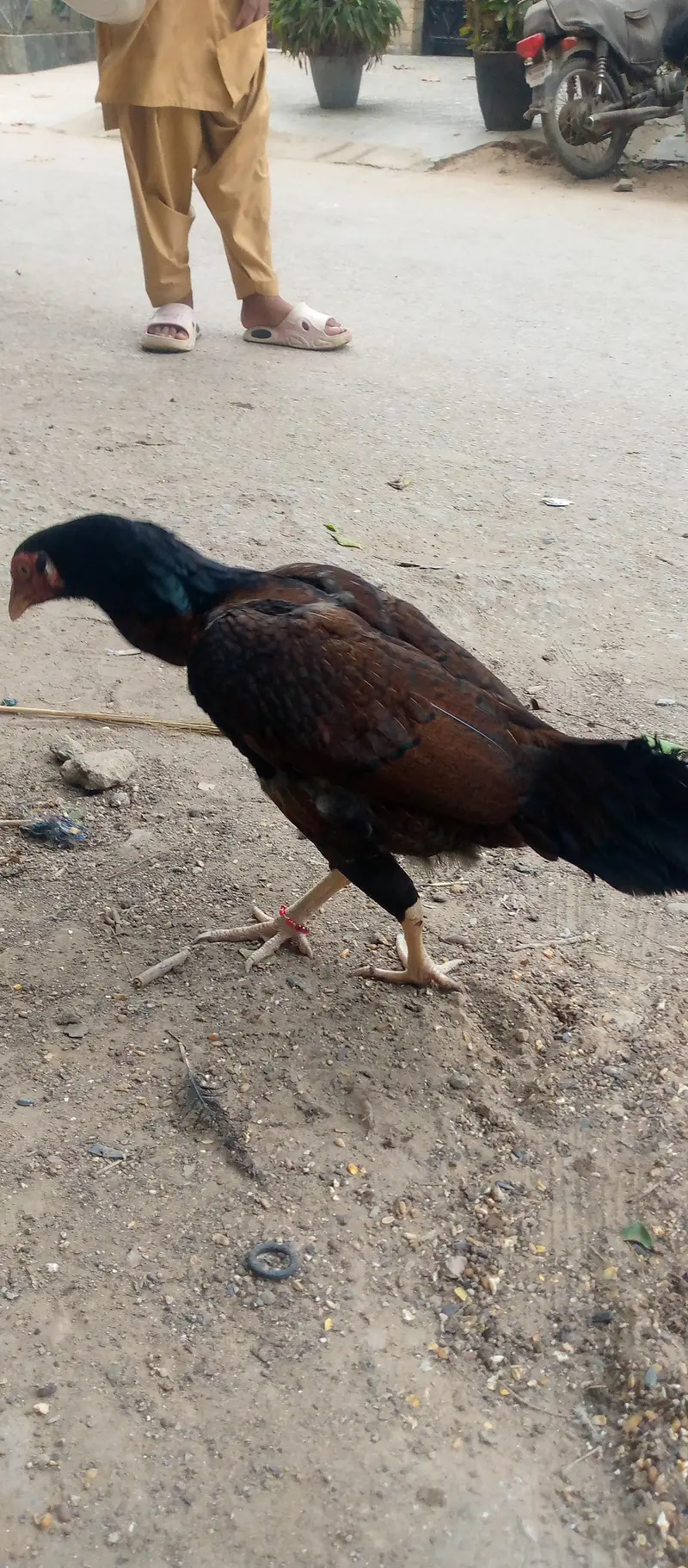 Miawali aseel shajra brown — photo 2