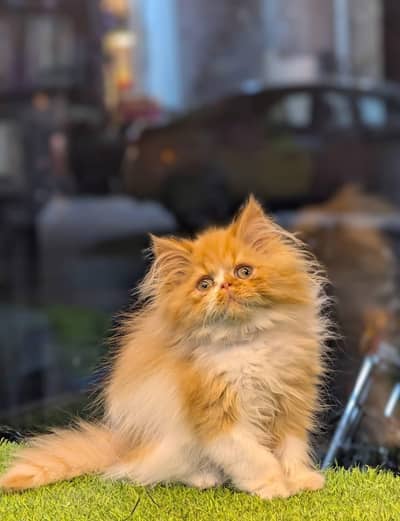 Persian kittens triple coat for sale contact whatsap 03716930454