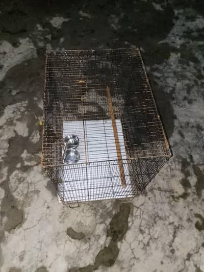 jambo size cage ha