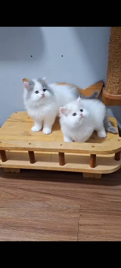 Quality Persian cat & Kittens Male & female    03394673673 WhatsApp