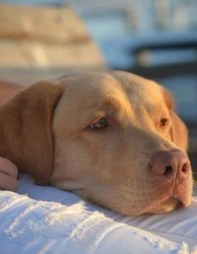 British Labrador dog  active and healthy