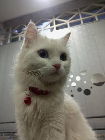 White cute Female Persian
