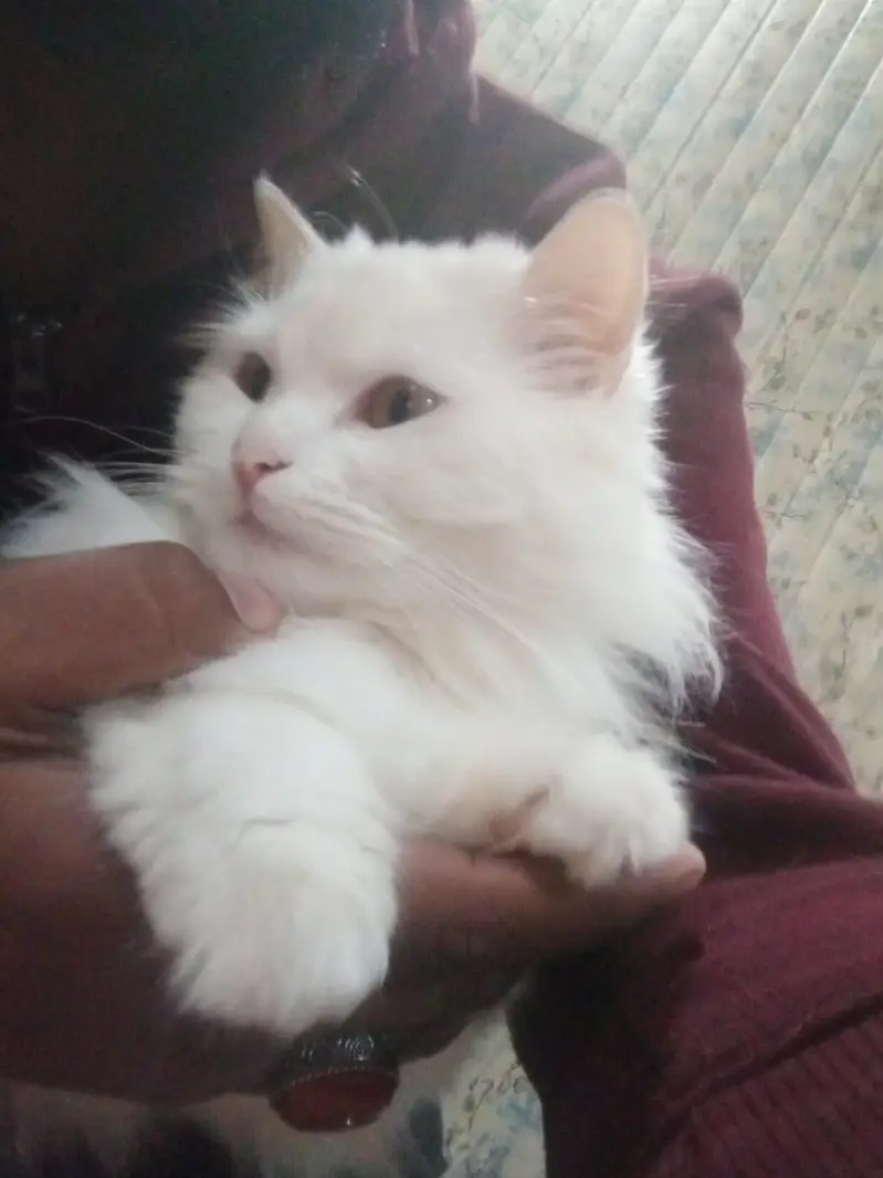 White cute Female Persian — photo 2