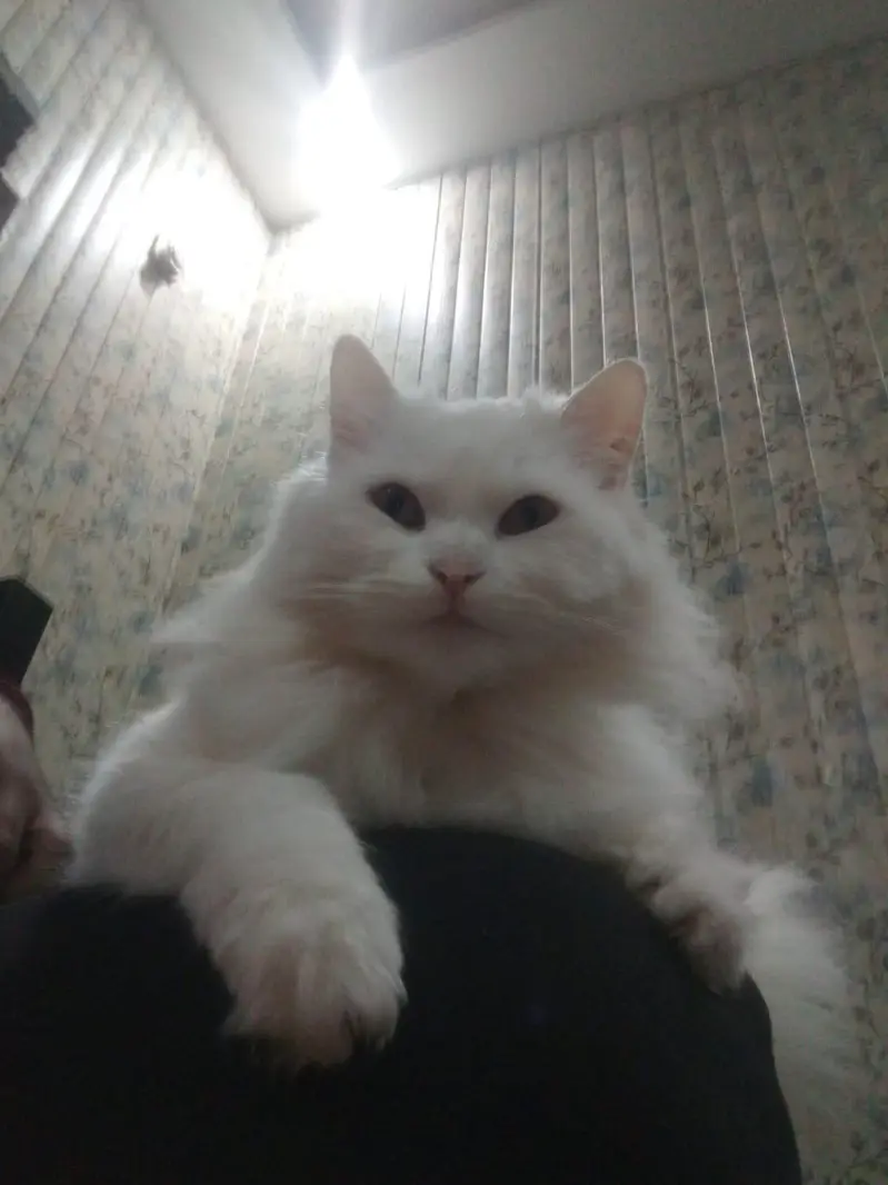 White cute Female Persian — photo 3