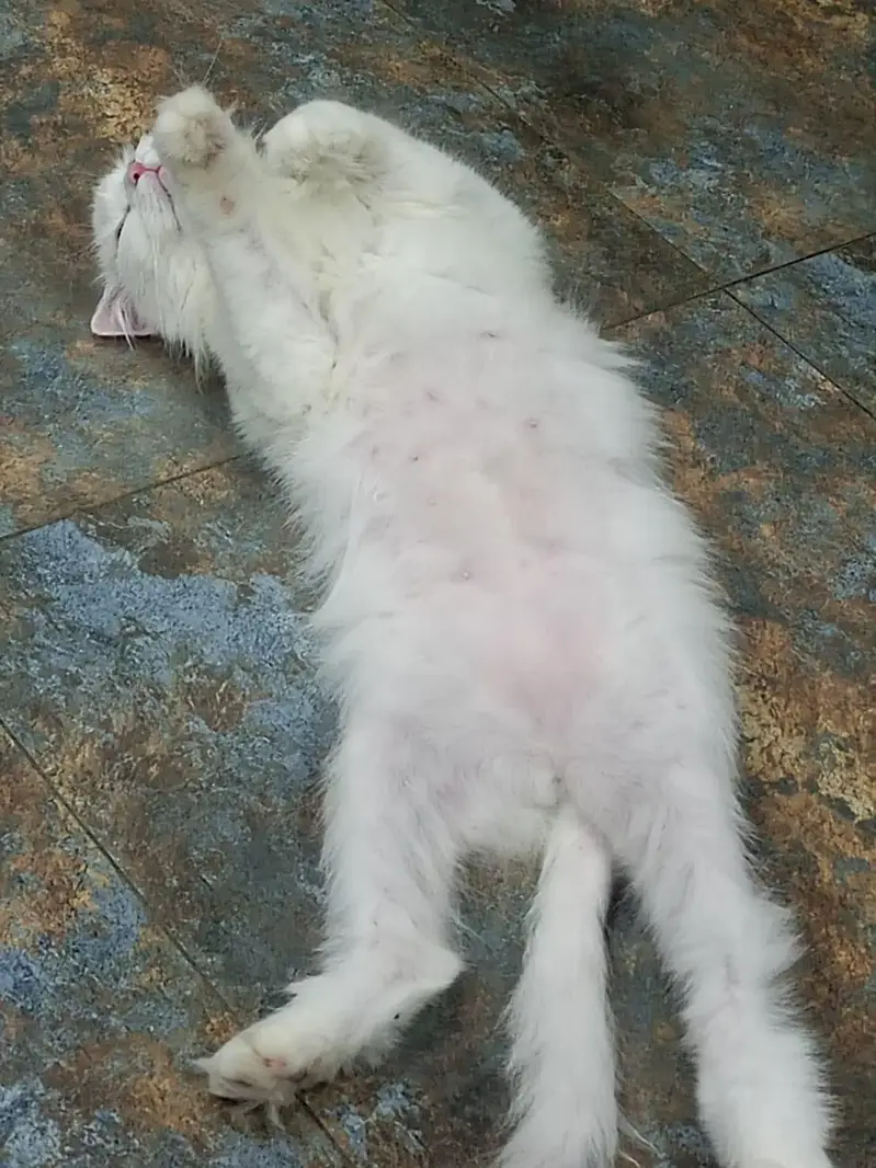 White cute Female Persian — photo 4