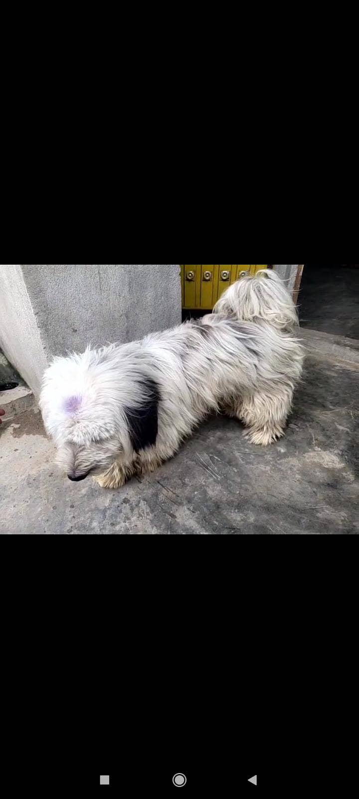 good breed 2