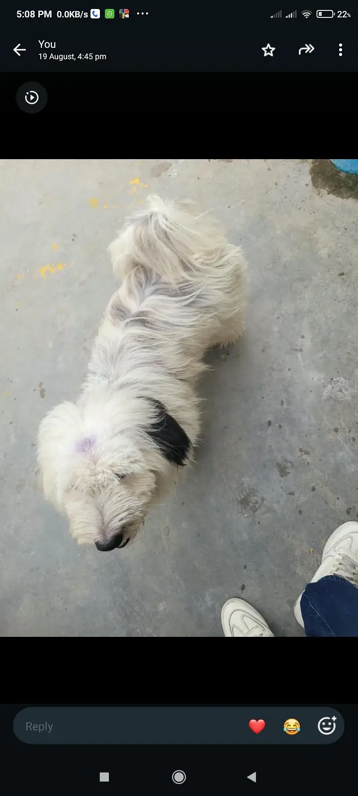 good breed — photo 6