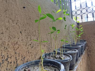 Jaman Plant