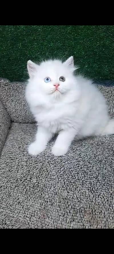 Quality Persian cat & Kittens Male & female    03394673673 WhatsApp