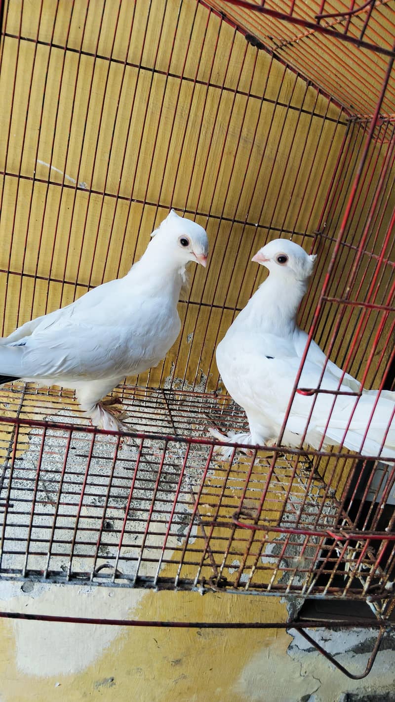Wite Sentient Pair 2