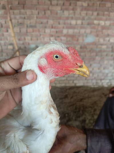 Pakistani aseel patha