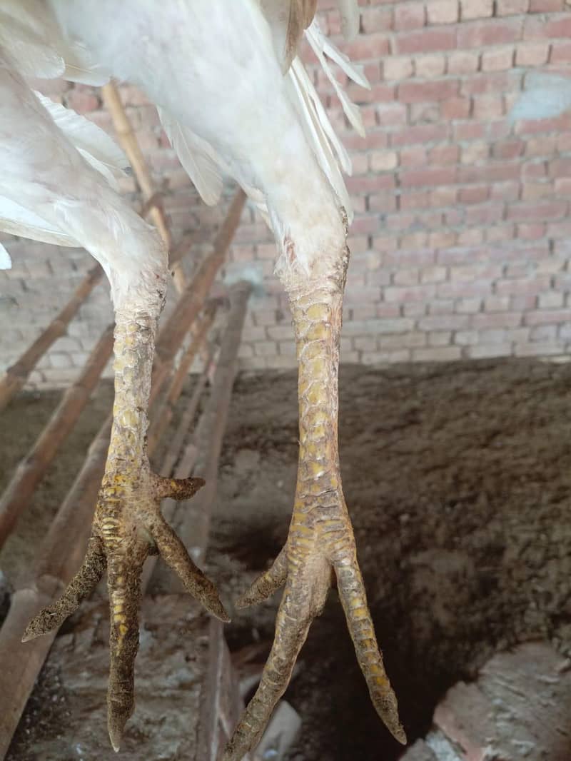 Pakistani aseel patha 1