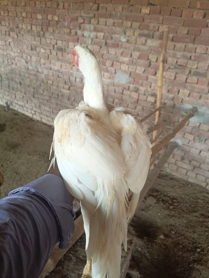 Pakistani aseel patha 3