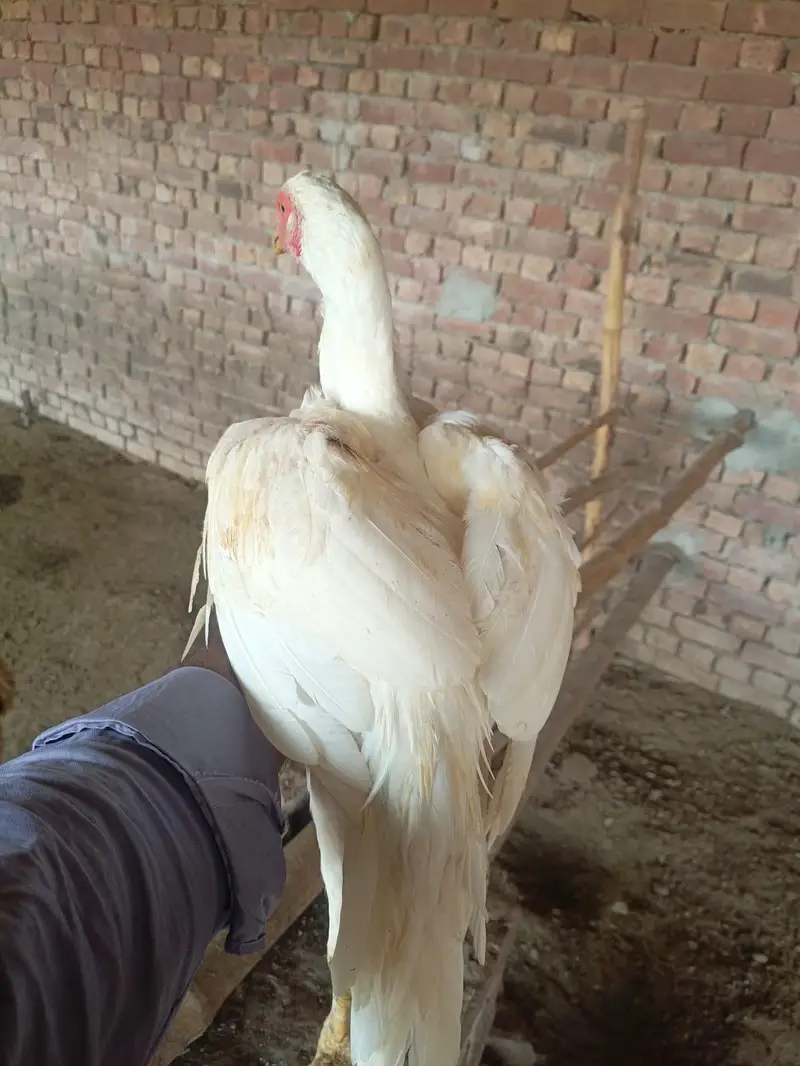 Pakistani aseel patha — photo 4