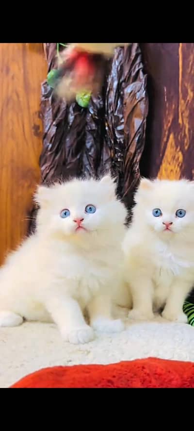 Quality Persian cat & Kittens Male & female    03394673673 WhatsApp