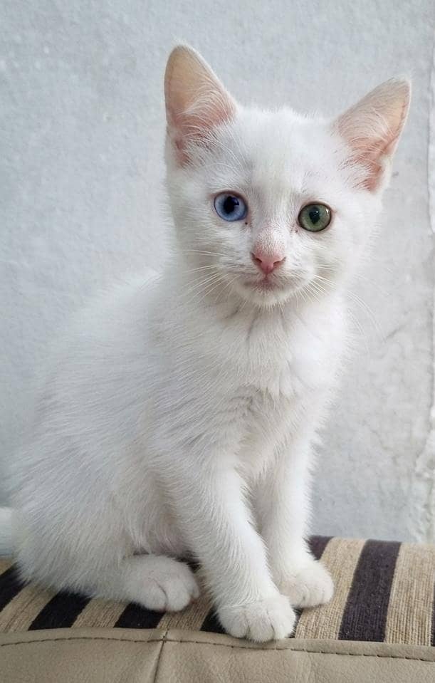 Odd Eyed Cat 0