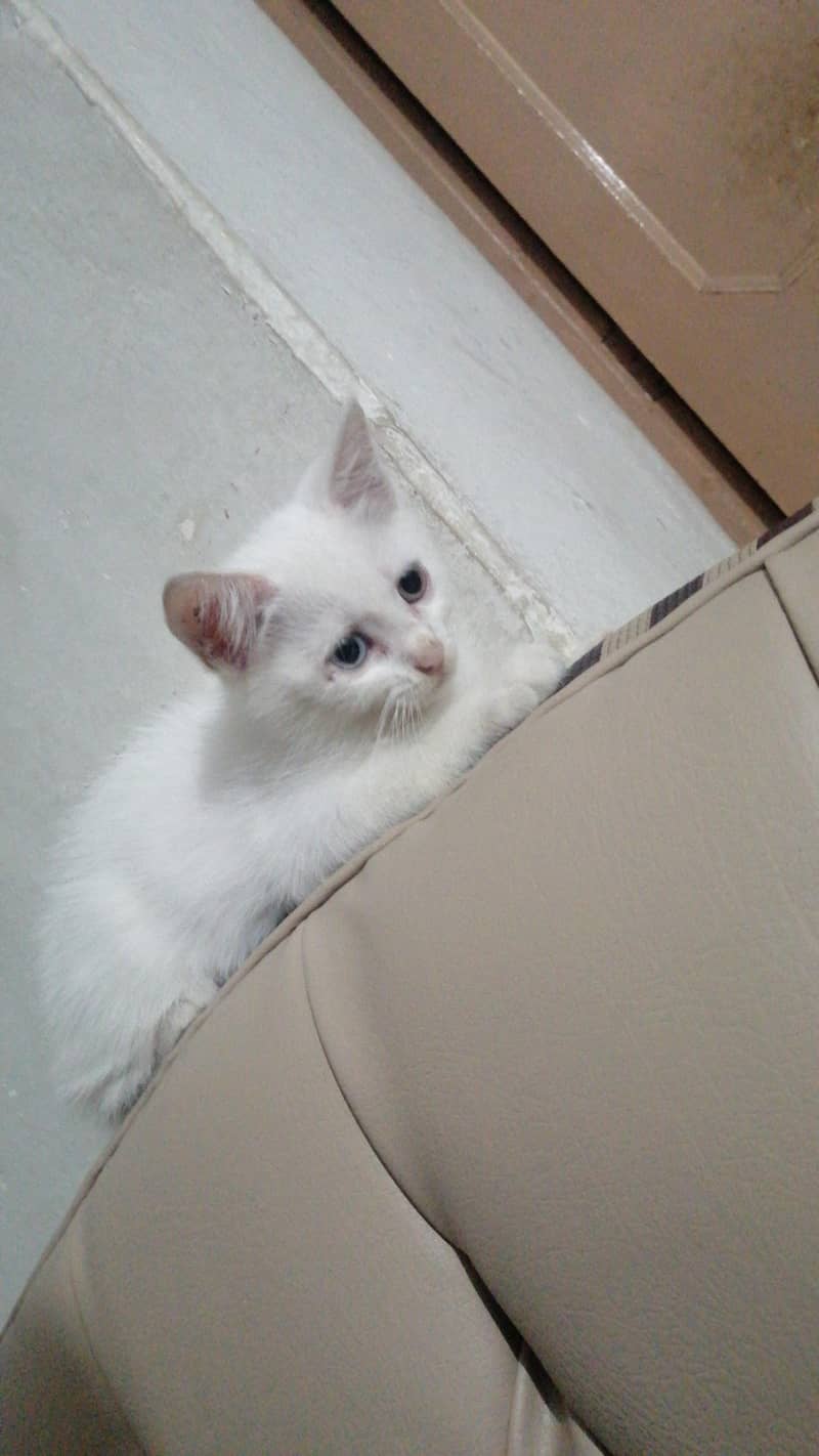 Odd Eyed Cat 1