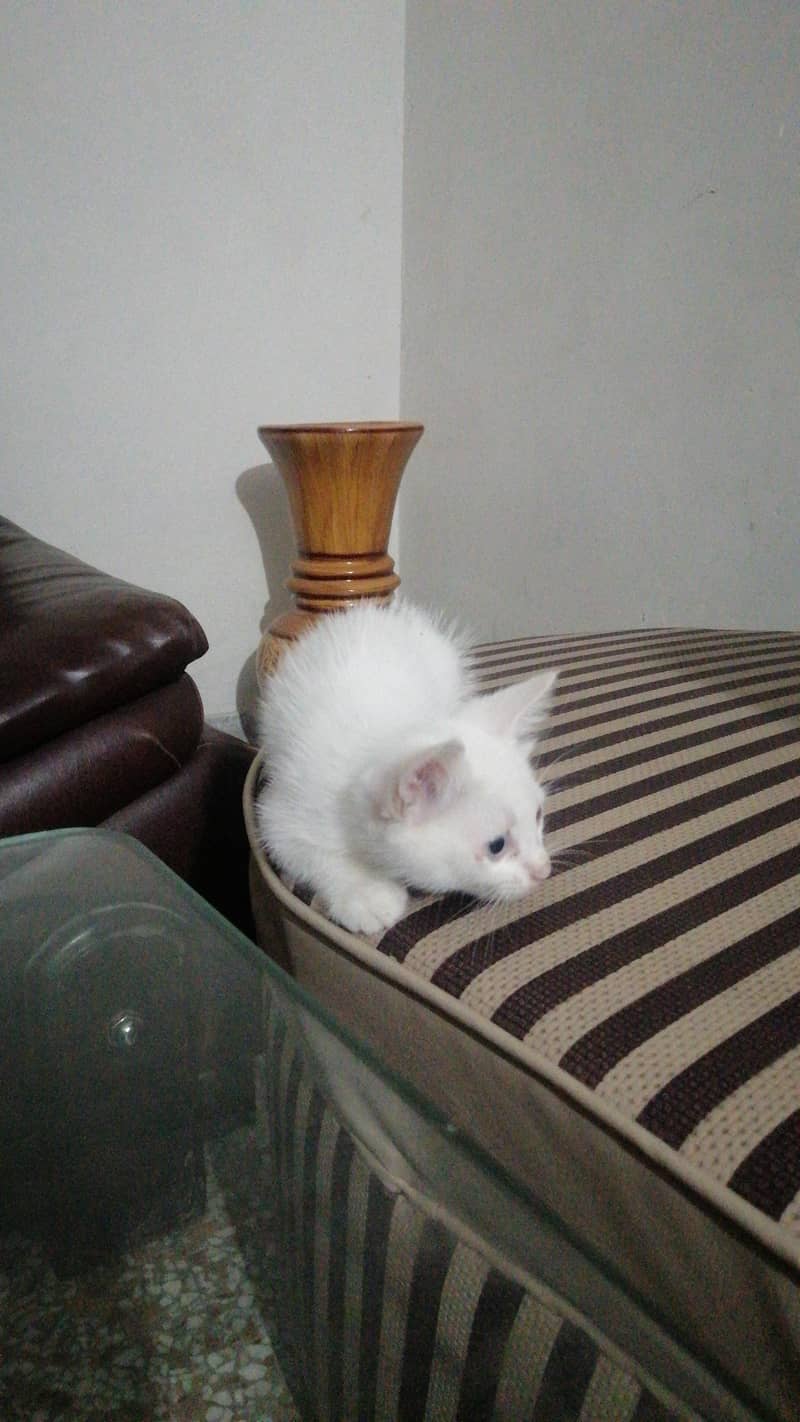 Odd Eyed Cat 2