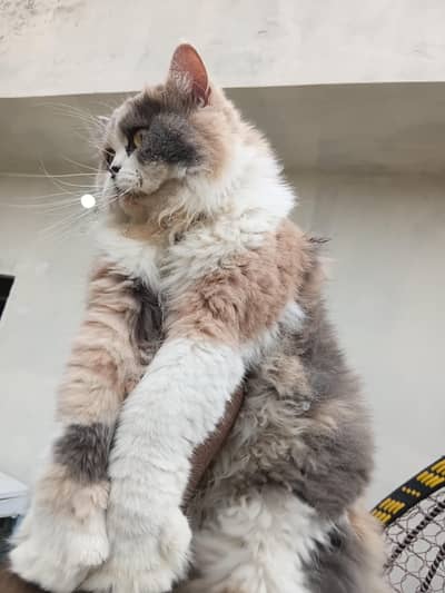 Persian female 3 year