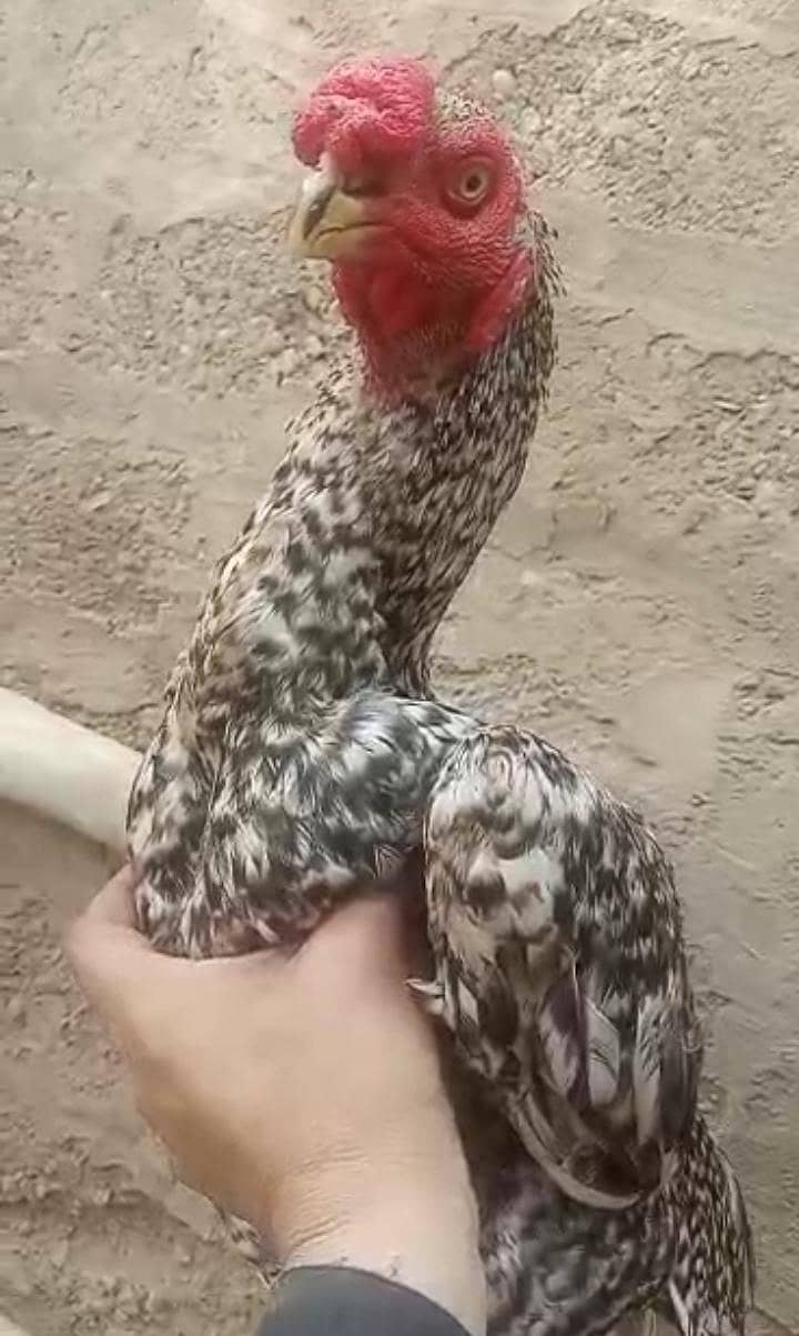 parrot beak 2