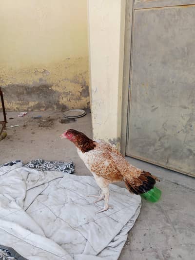 RAMPURI ASEEL FEMALE