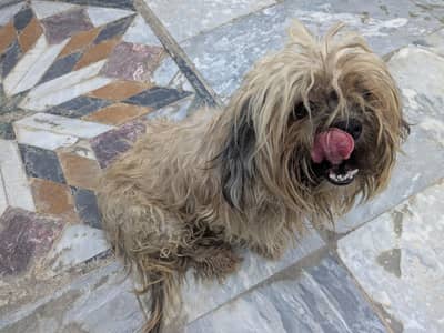 Best Brown breed for Poodle.