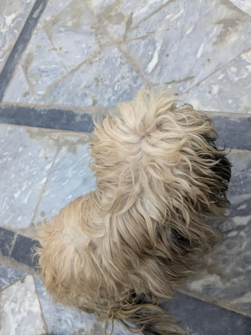 Best Brown breed for Poodle. — photo 2