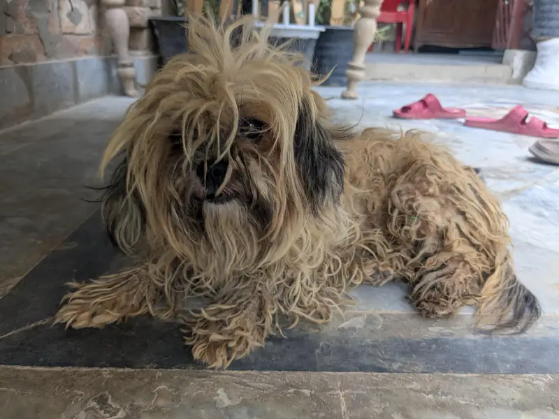 Best Brown breed for Poodle. — photo 3