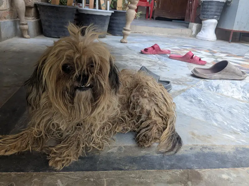 Best Brown breed for Poodle. — photo 4