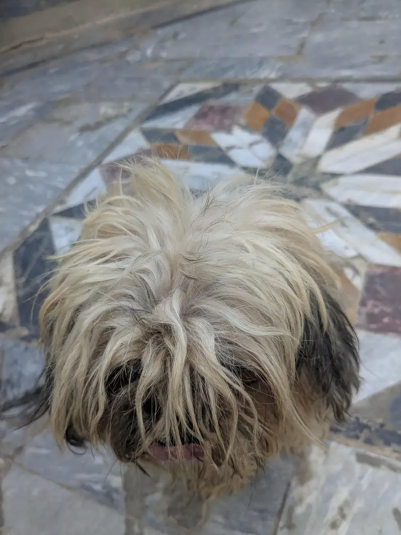 Best Brown breed for Poodle. — photo 5
