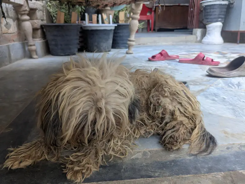 Best Brown breed for Poodle. — photo 6