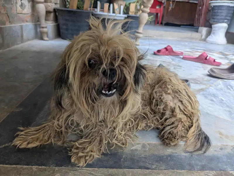 Best Brown breed for Poodle. — photo 7