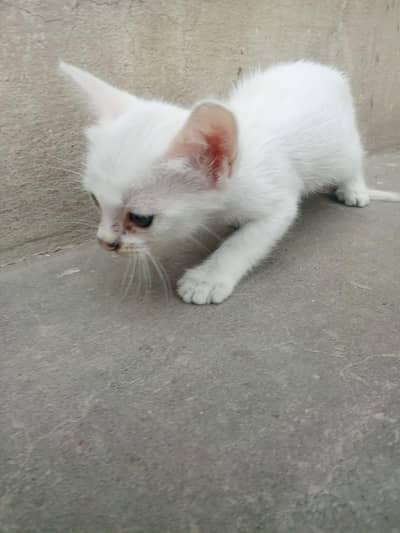 Persian cat