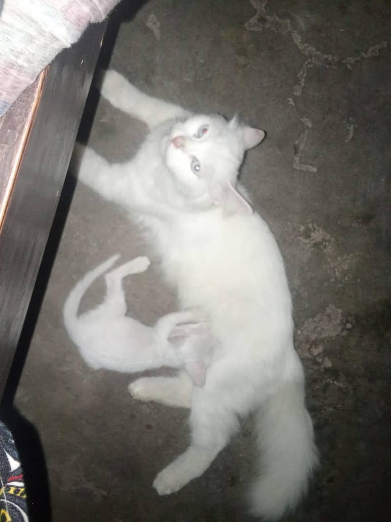 Persian cat 1