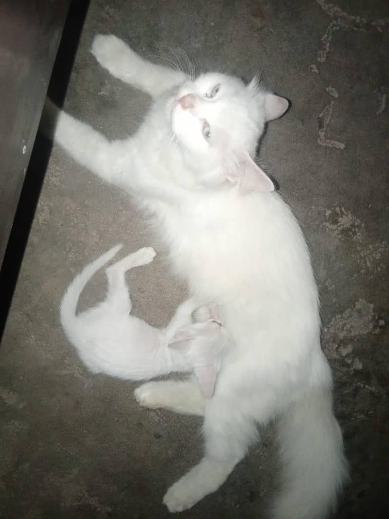 Persian cat 2