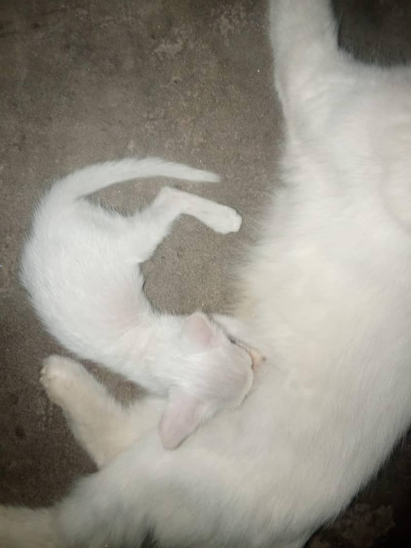Persian cat 3