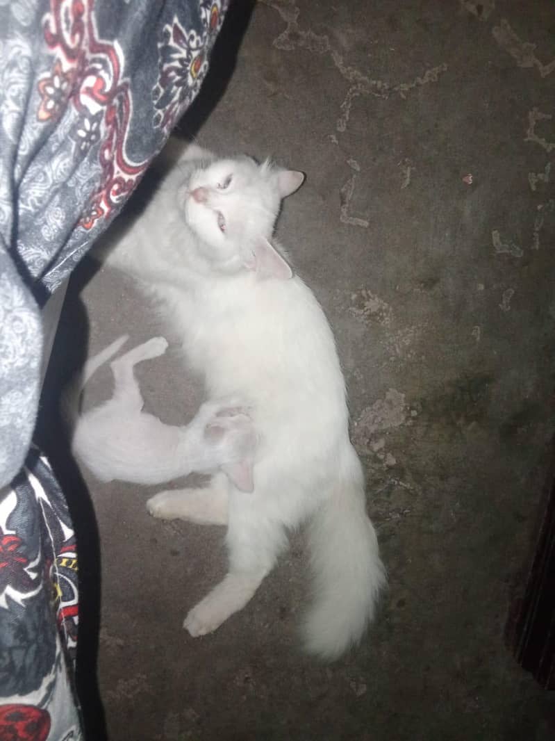 Persian cat 4