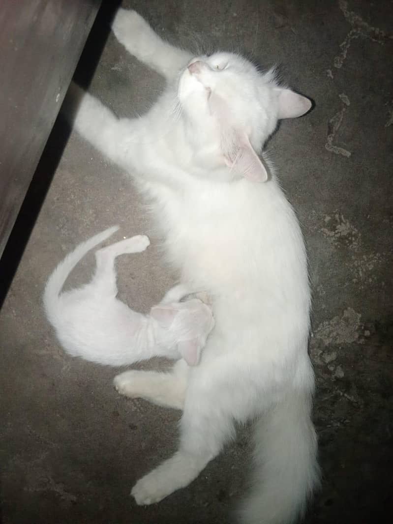 Persian cat 5