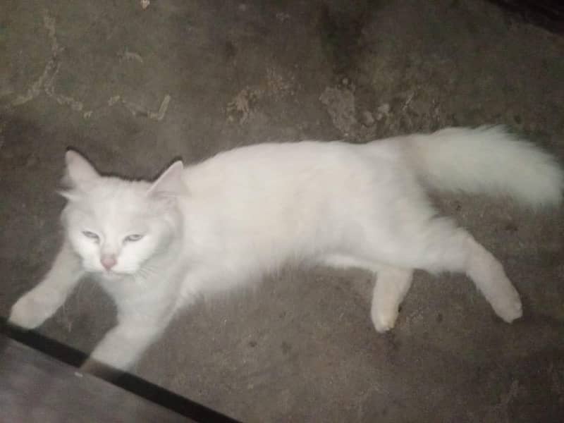 Persian cat 6