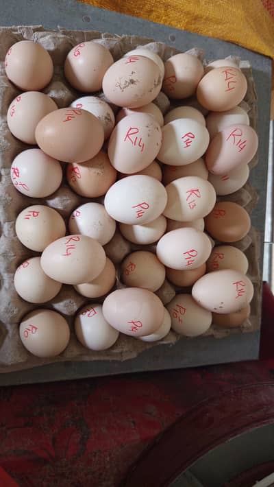 Plymouth Rock and RIR EGGS, CHICKS، HENS