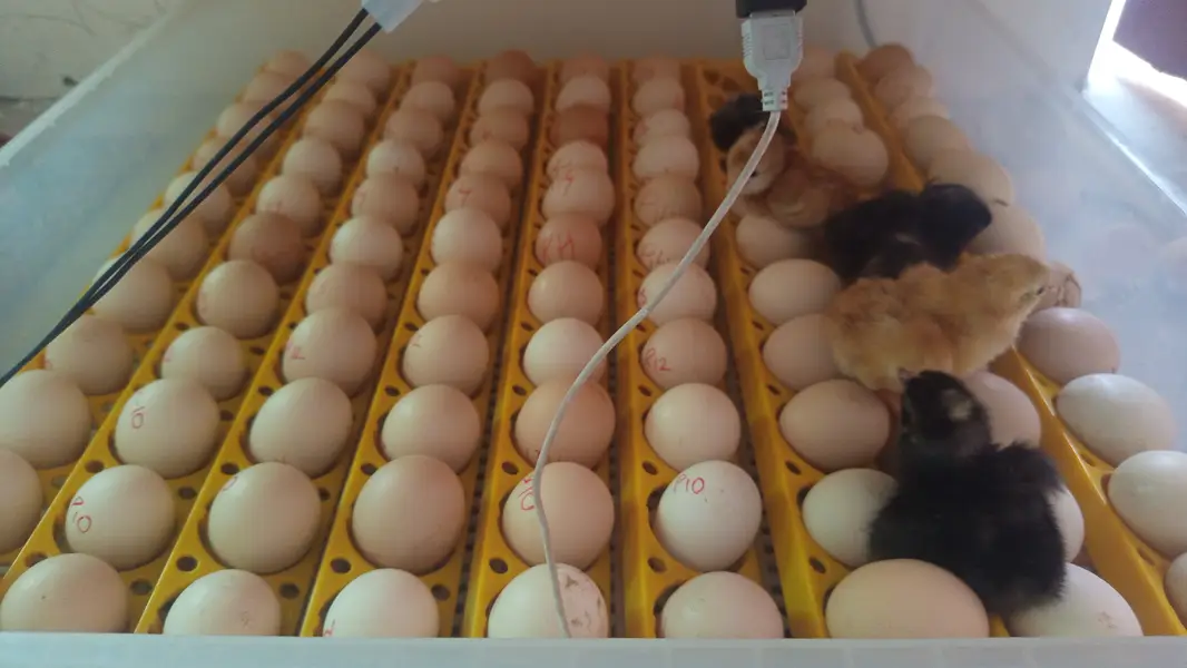 Plymouth and RIR fertile EGGS پلائے ماؤتھ آر آئی آر کے ذرخیز انڈے — photo 2
