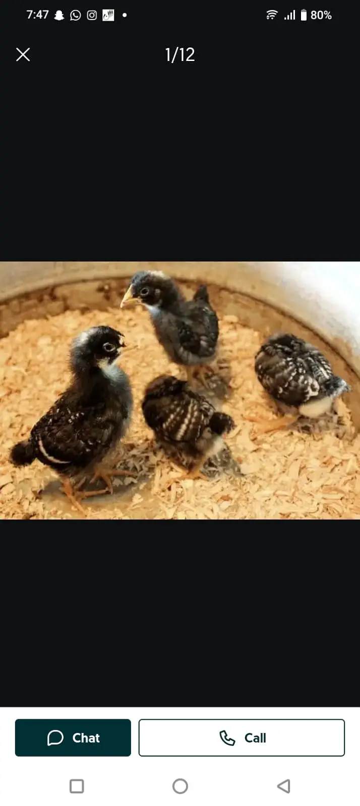 Plymouth and RIR fertile EGGS پلائے ماؤتھ آر آئی آر کے ذرخیز انڈے — photo 3
