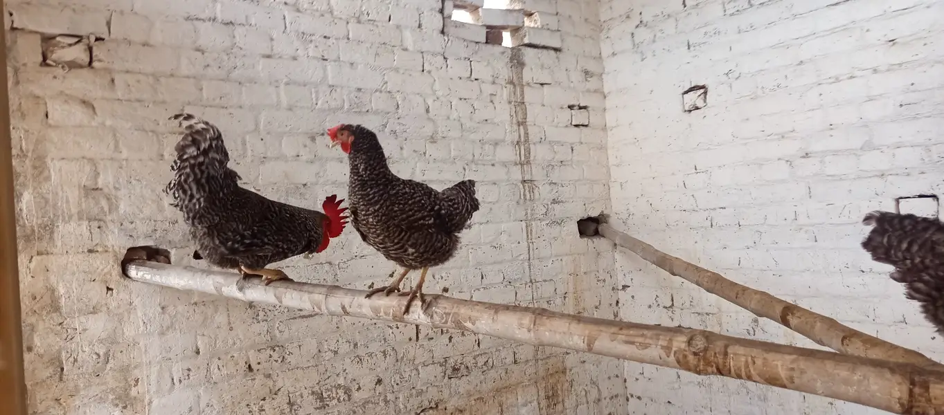 Plymouth and RIR fertile EGGS پلائے ماؤتھ آر آئی آر کے ذرخیز انڈے — photo 6